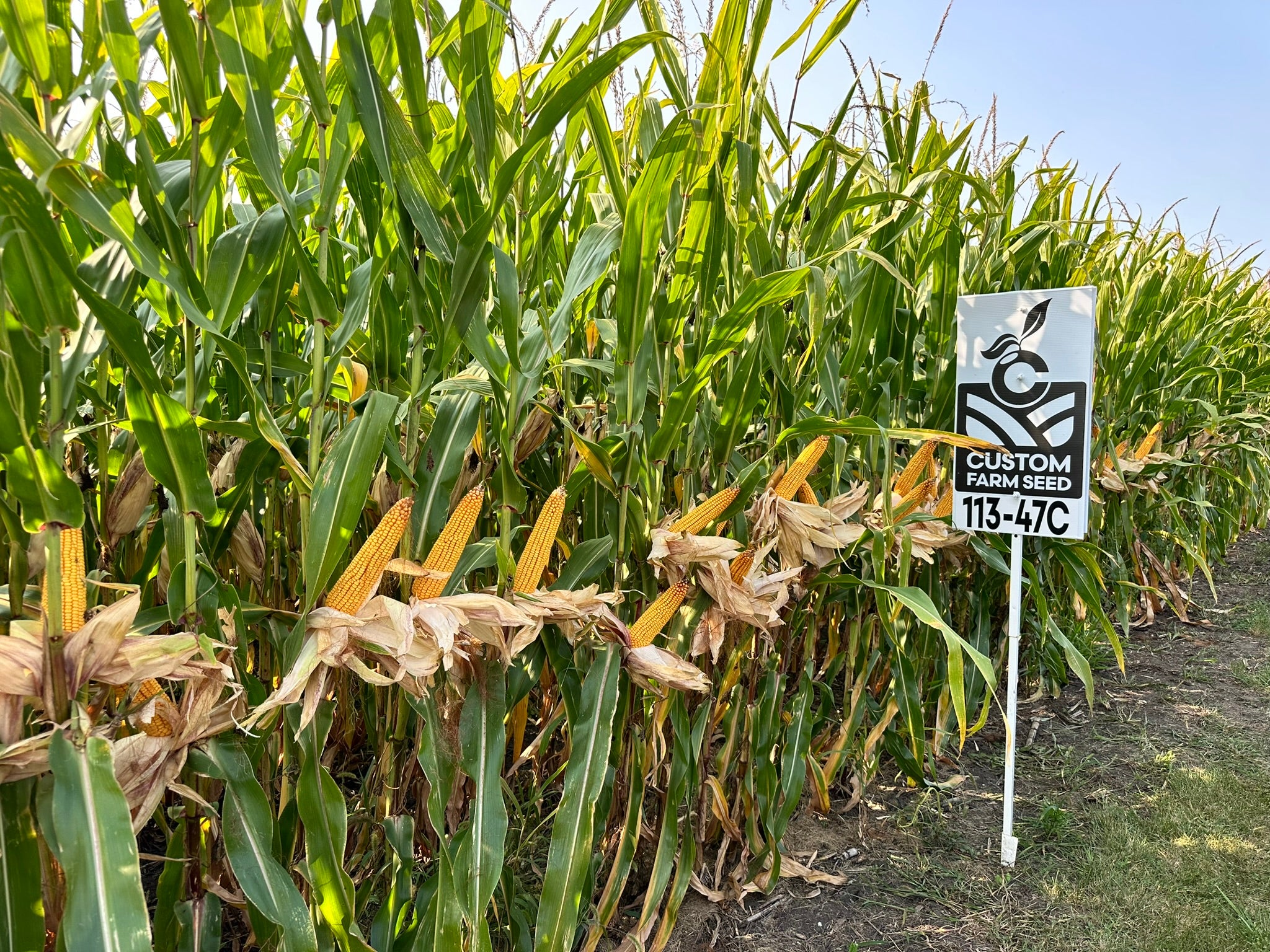 Corn Field